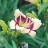 ann_leitz